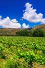 Wine grapes at Rippon Vineyard on the shore of Lake Wanaka-Otago-South Island-New Zealand Art Print
